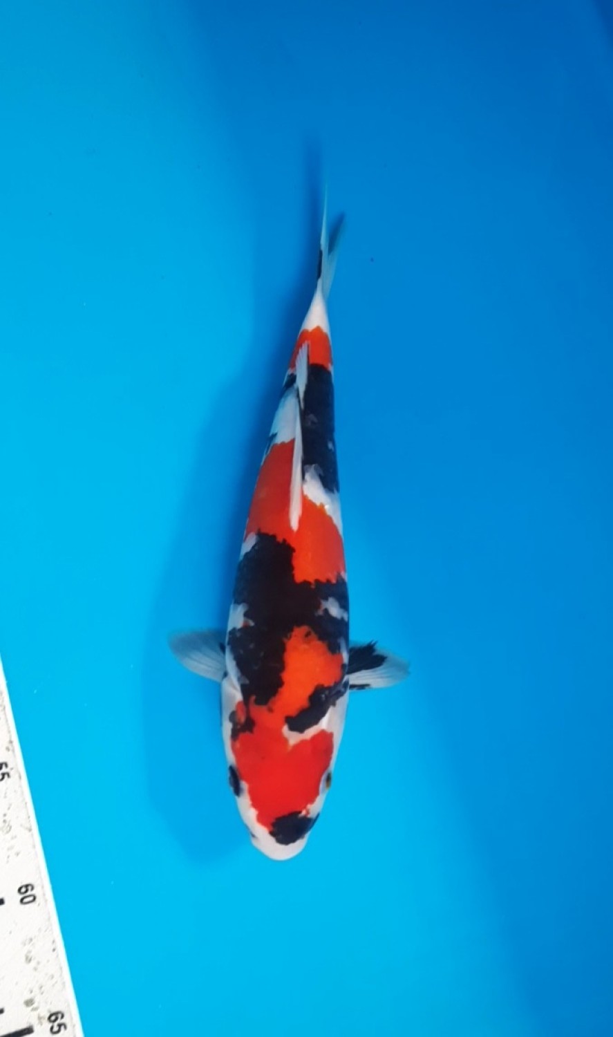 Best In Size A 26 - 30 cm