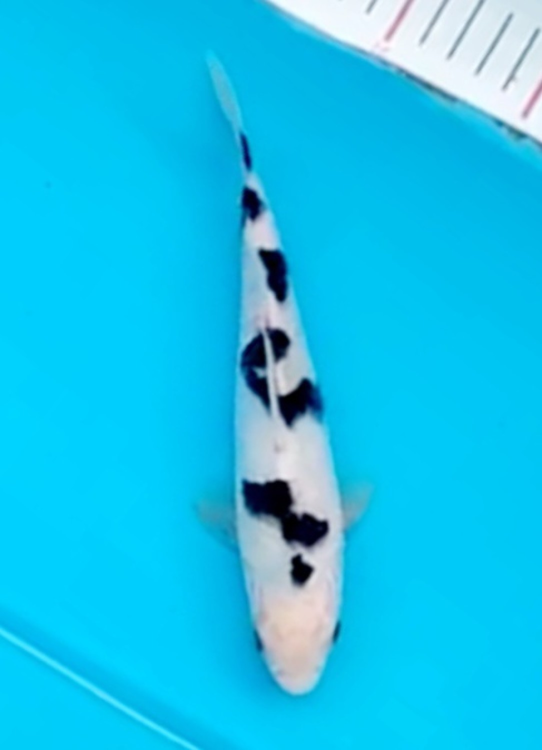 Juara 5
