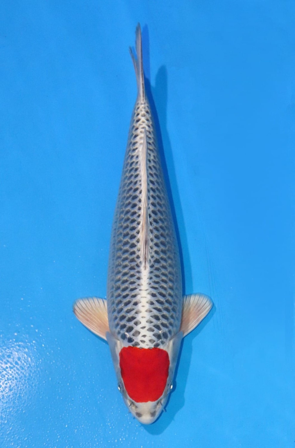 Juara 4