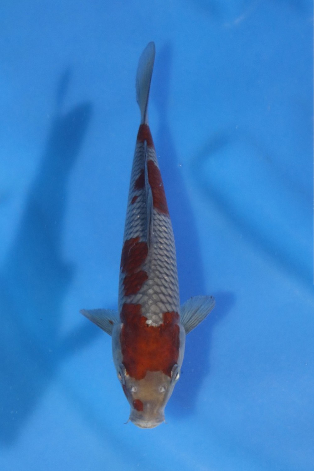 Juara 2