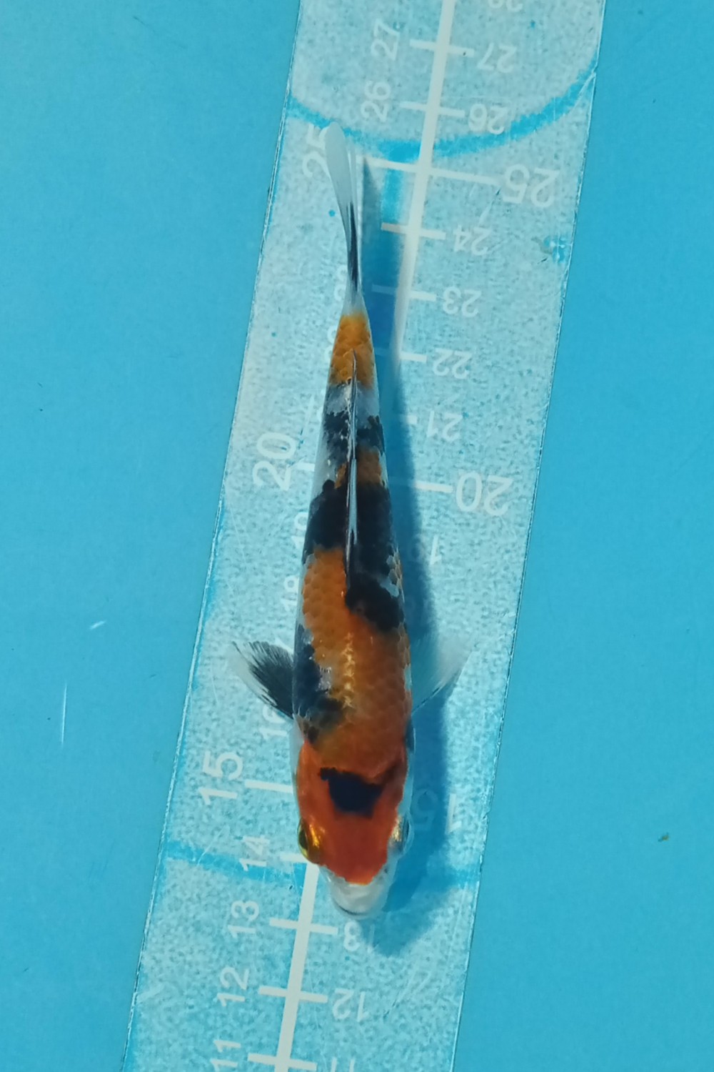 Juara 1