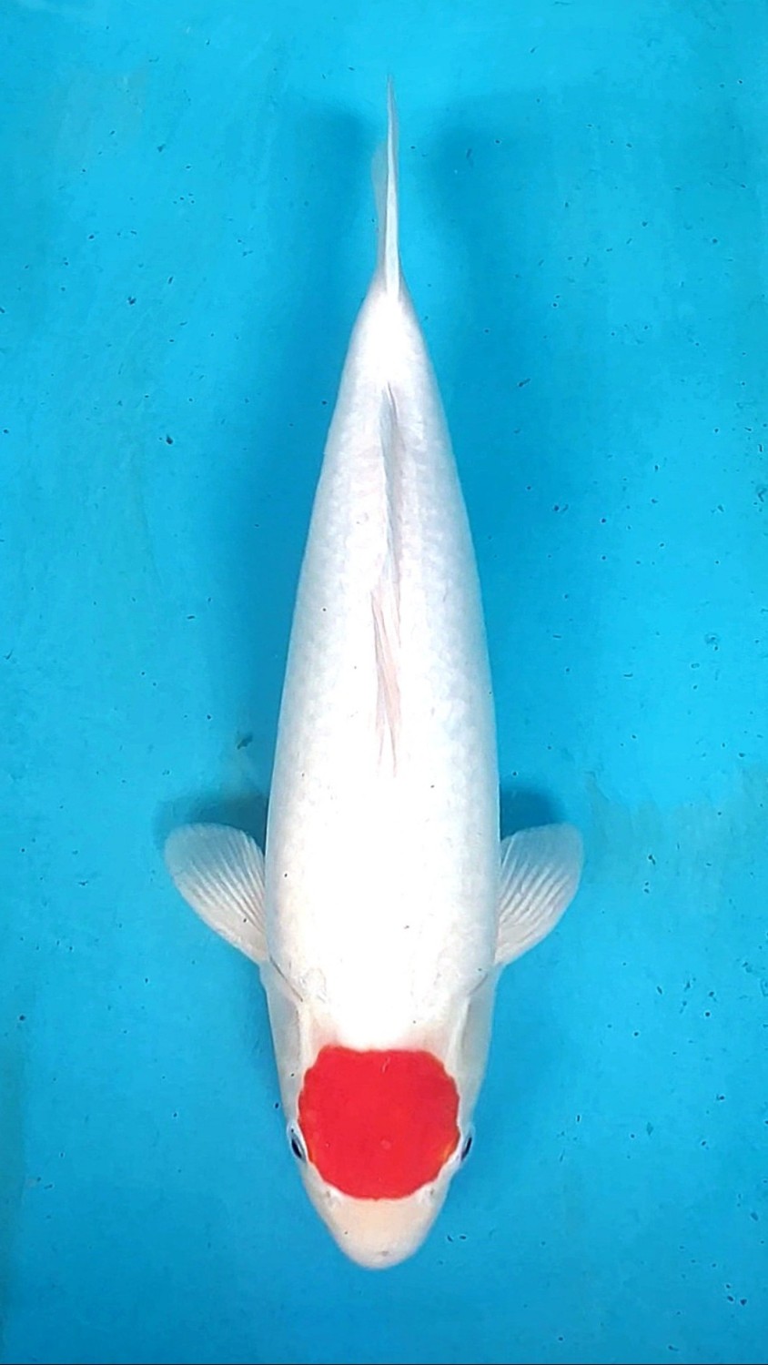 Juara 2