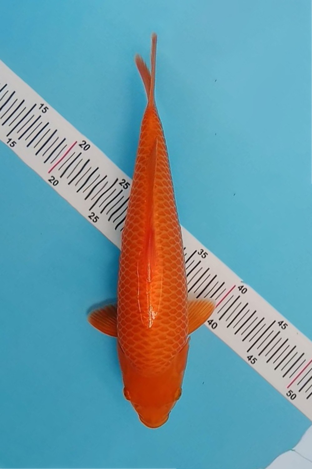 Best In Size E 31 - 35 cm