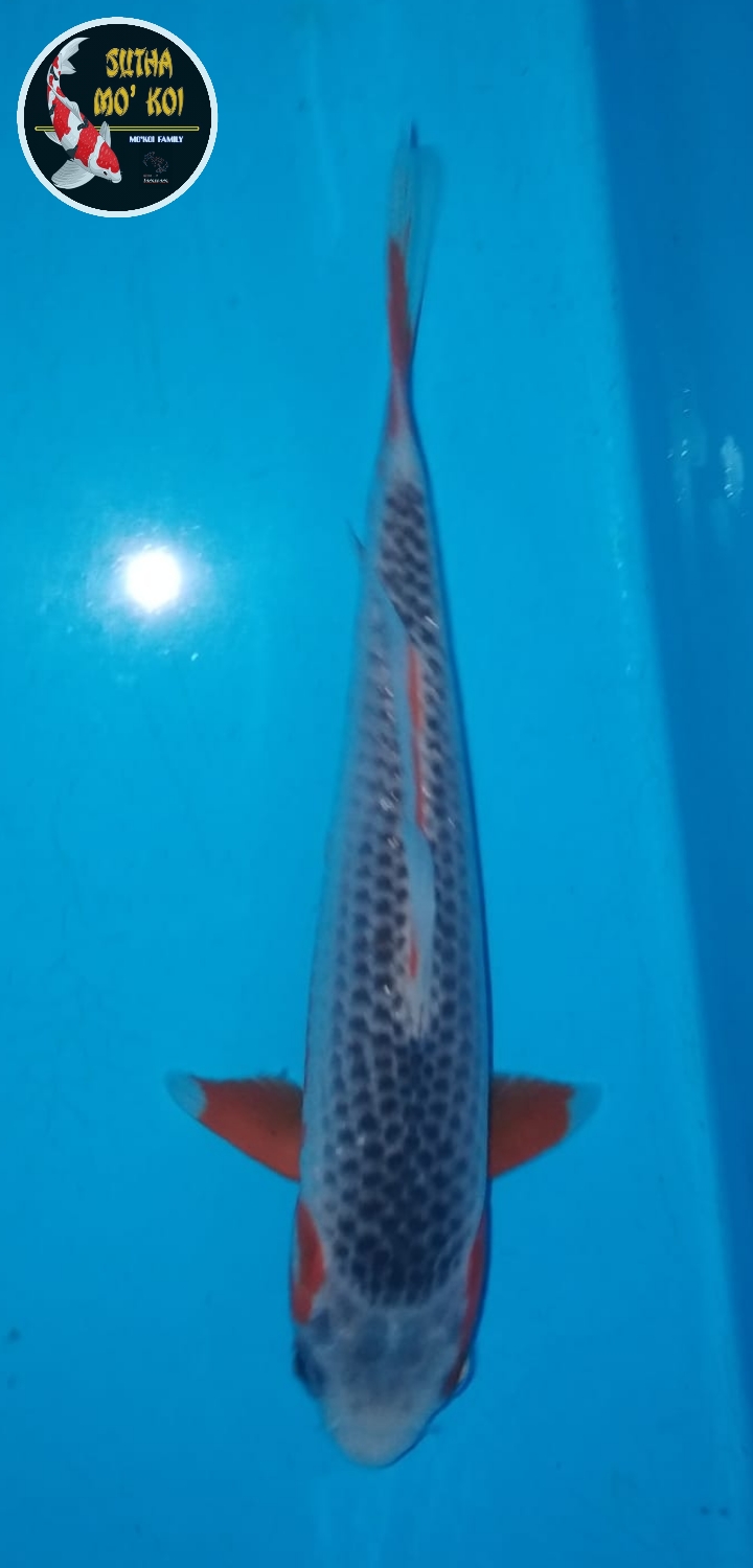 Juara 3