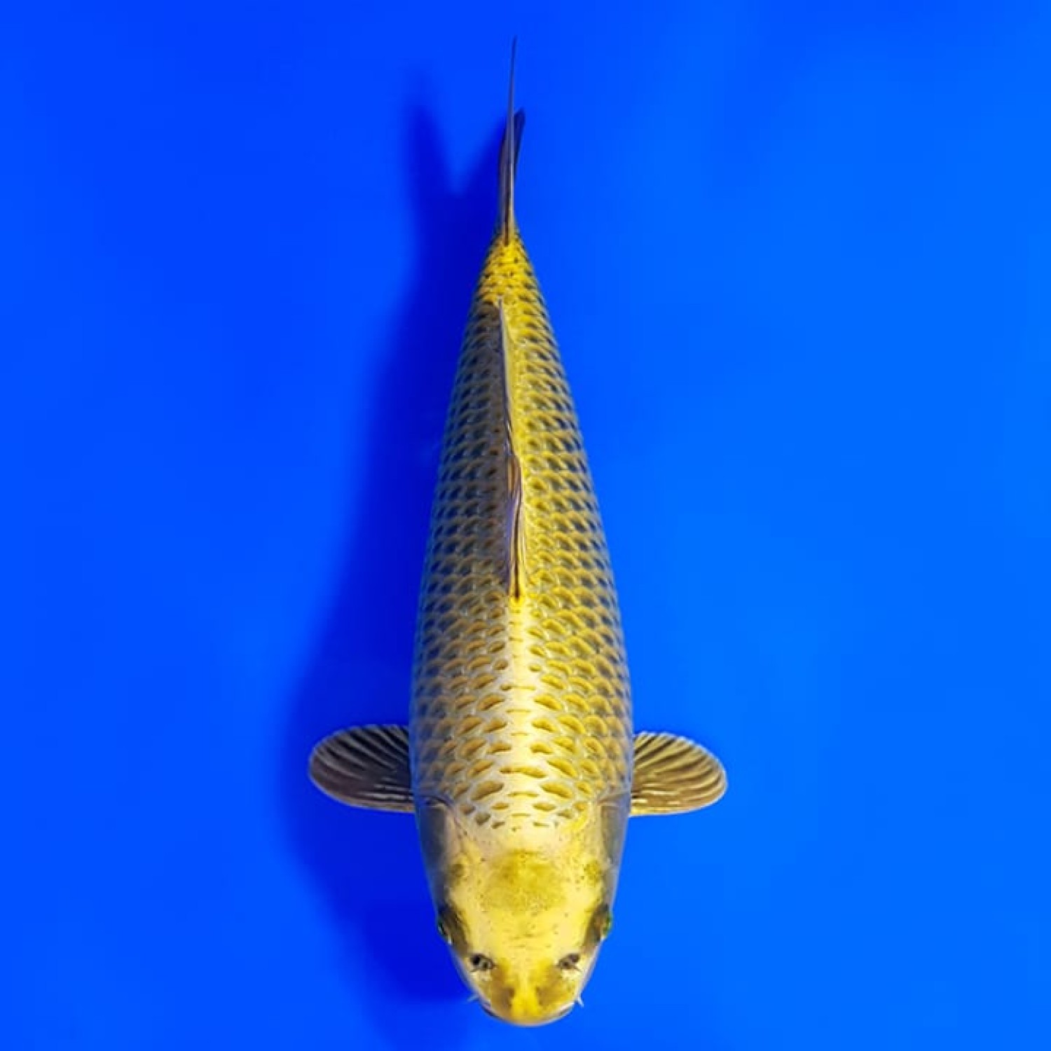 Juara 4