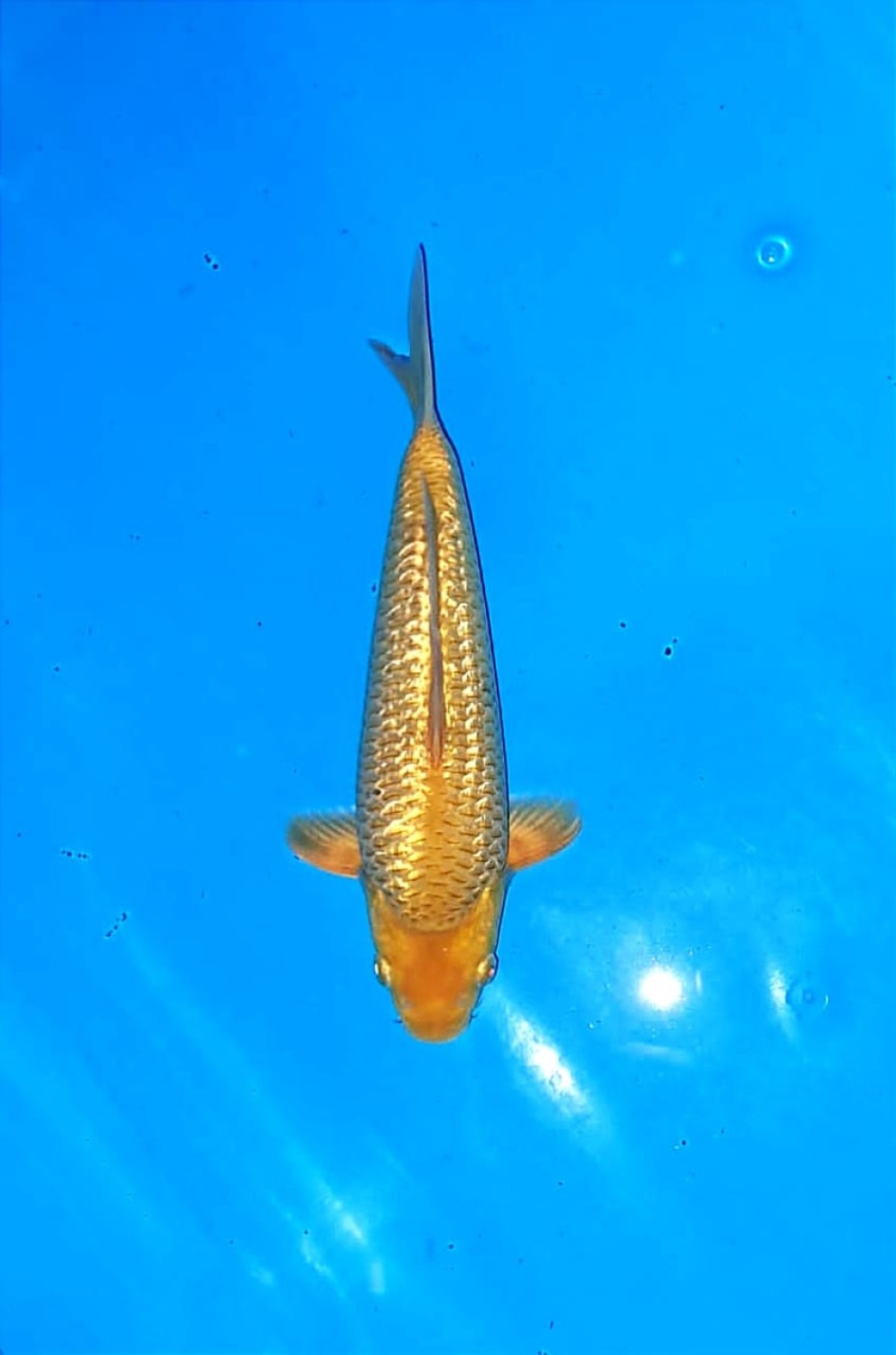 Juara 2