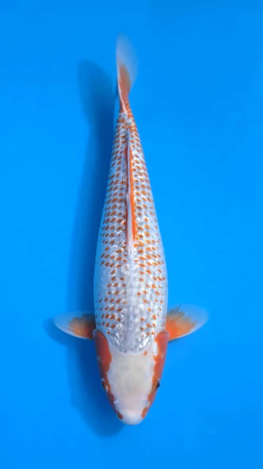 Juara 1