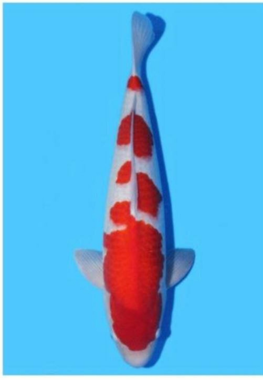 Juara 5