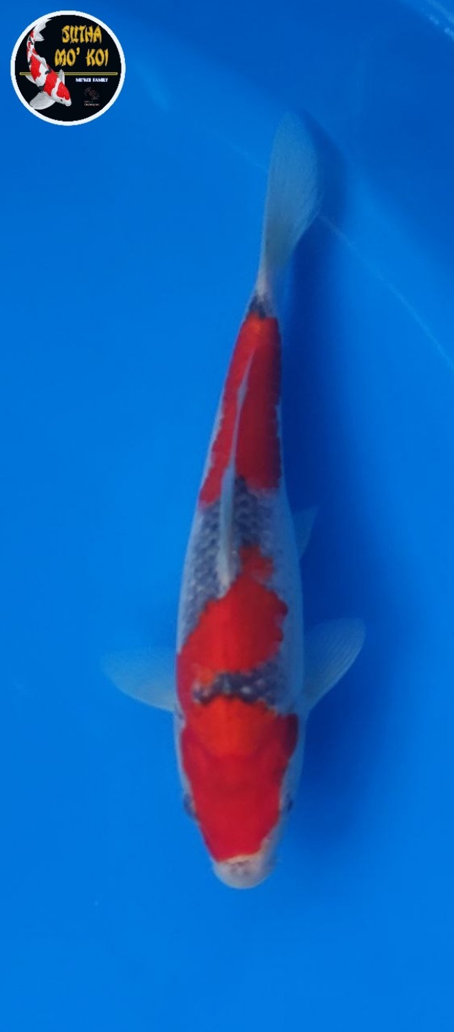 Juara 1