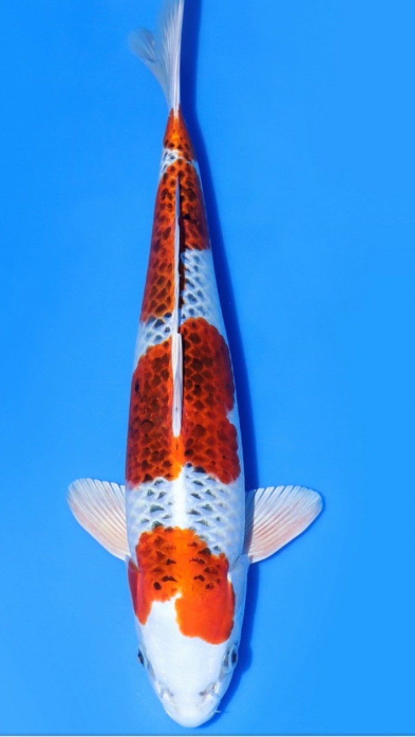 Juara 1