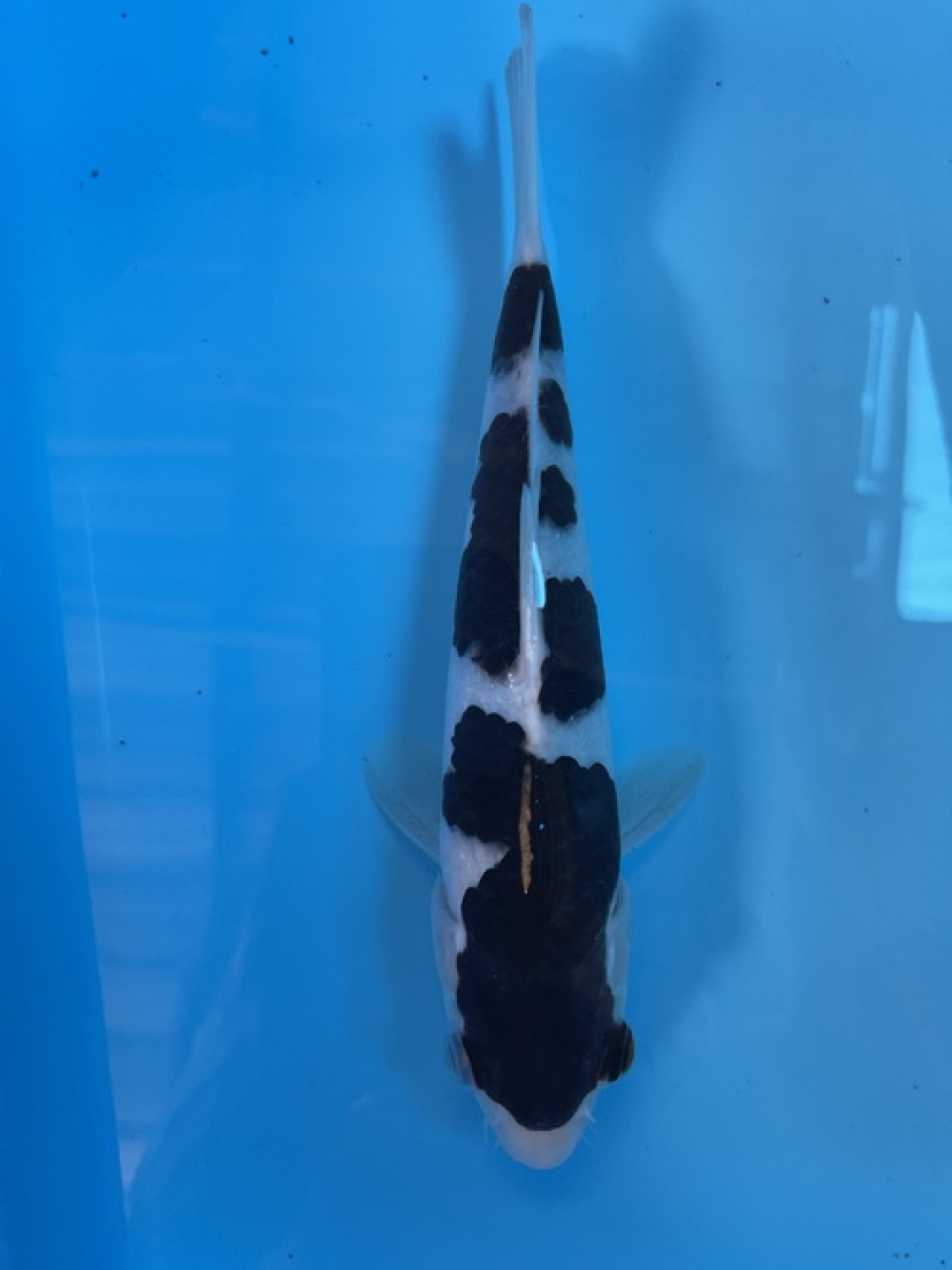 Juara 3