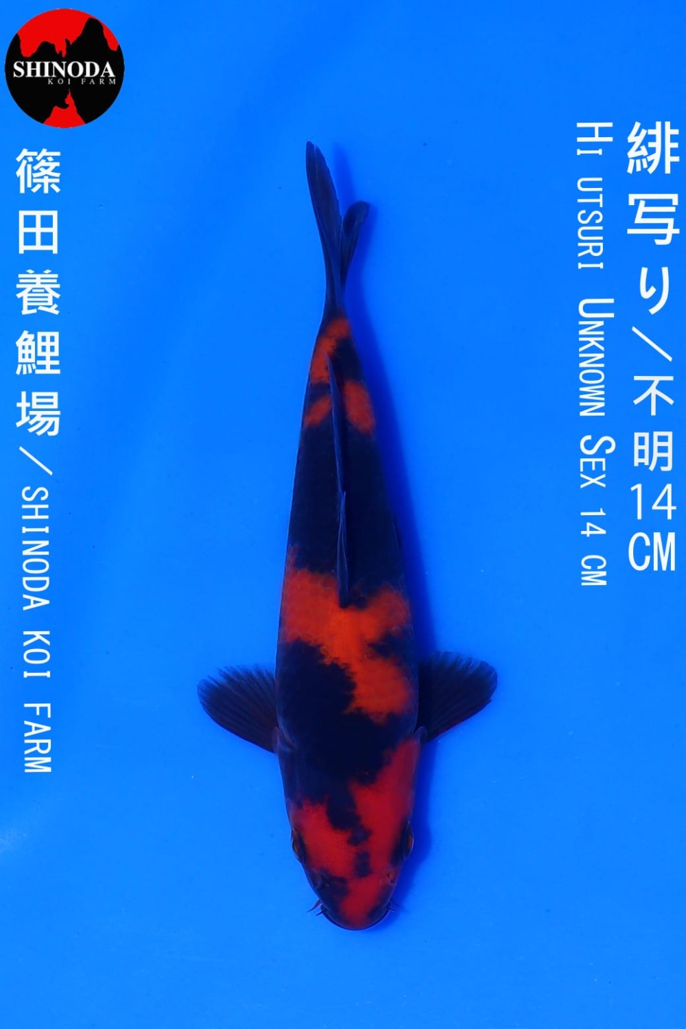 Ikan Koi Hi/Ki Utsurimono