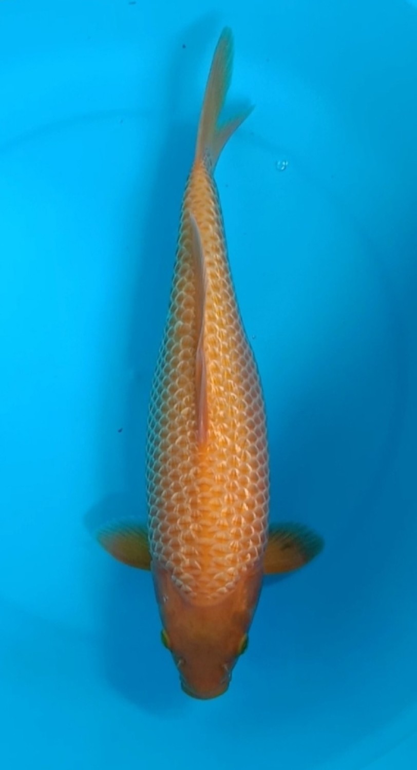 Juara 2
