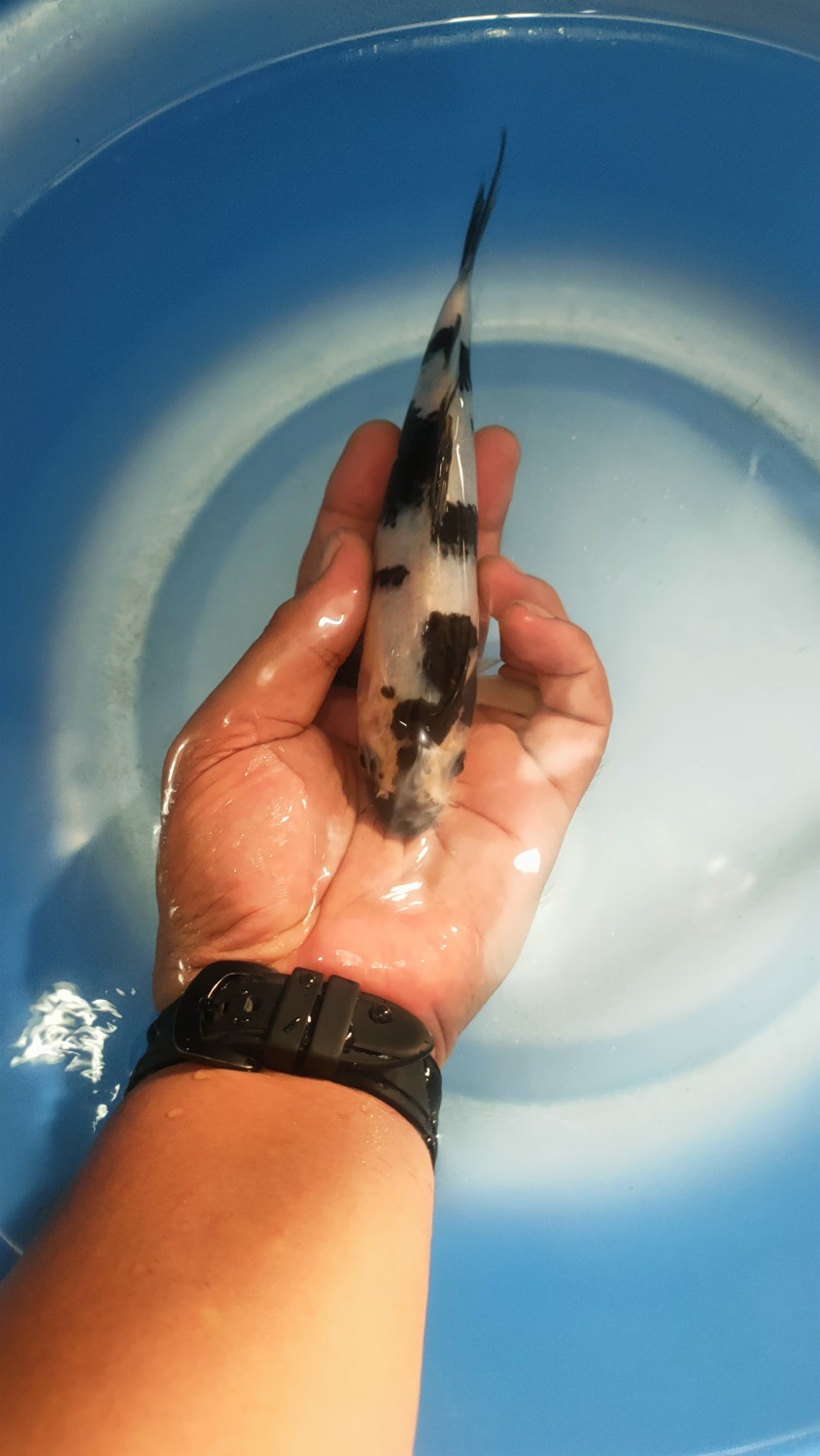 Ikan Koi Shiro Utsuri
