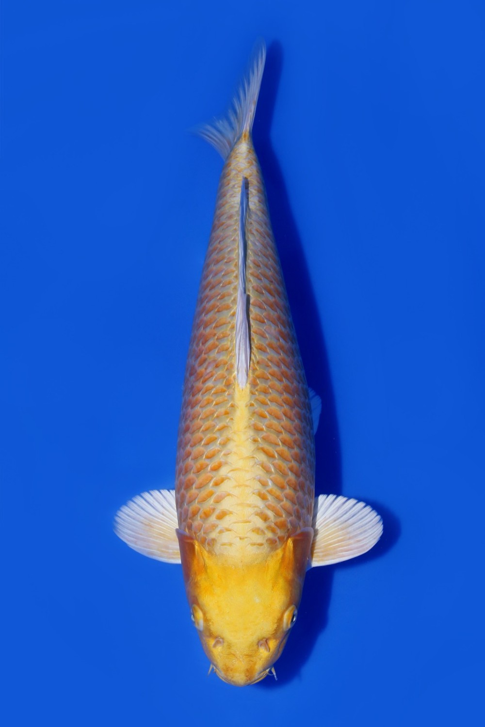 Juara 1