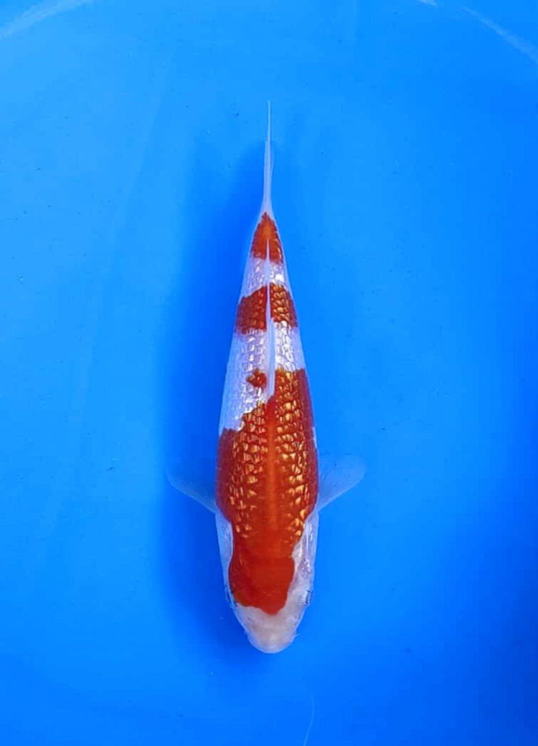 Best In Size B 16 - 20 cm