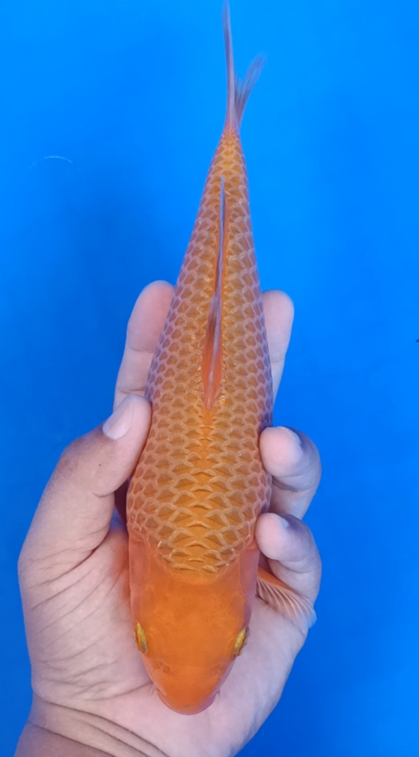 Ikan Koi Kawarimono B