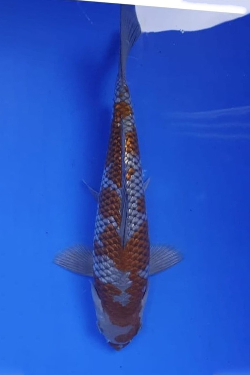 Juara 2