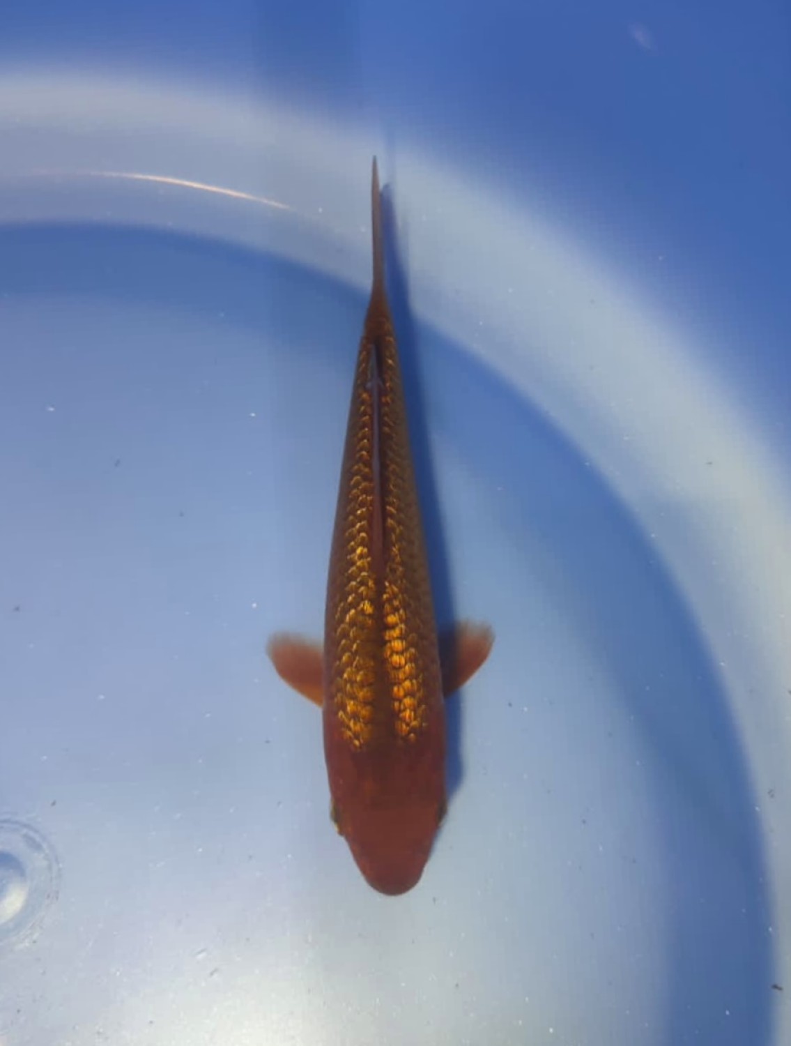 Best In Size E 1 - 12 cm