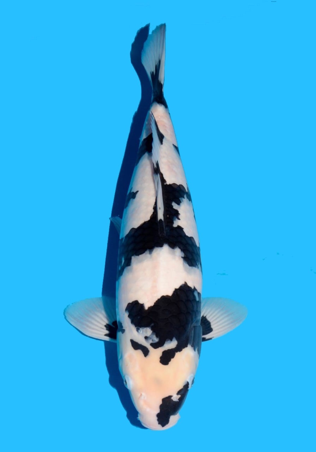 Juara 2