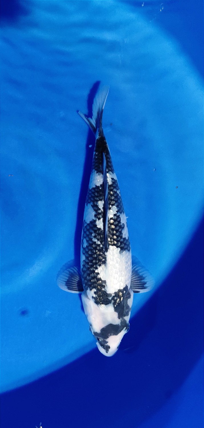 Juara 2