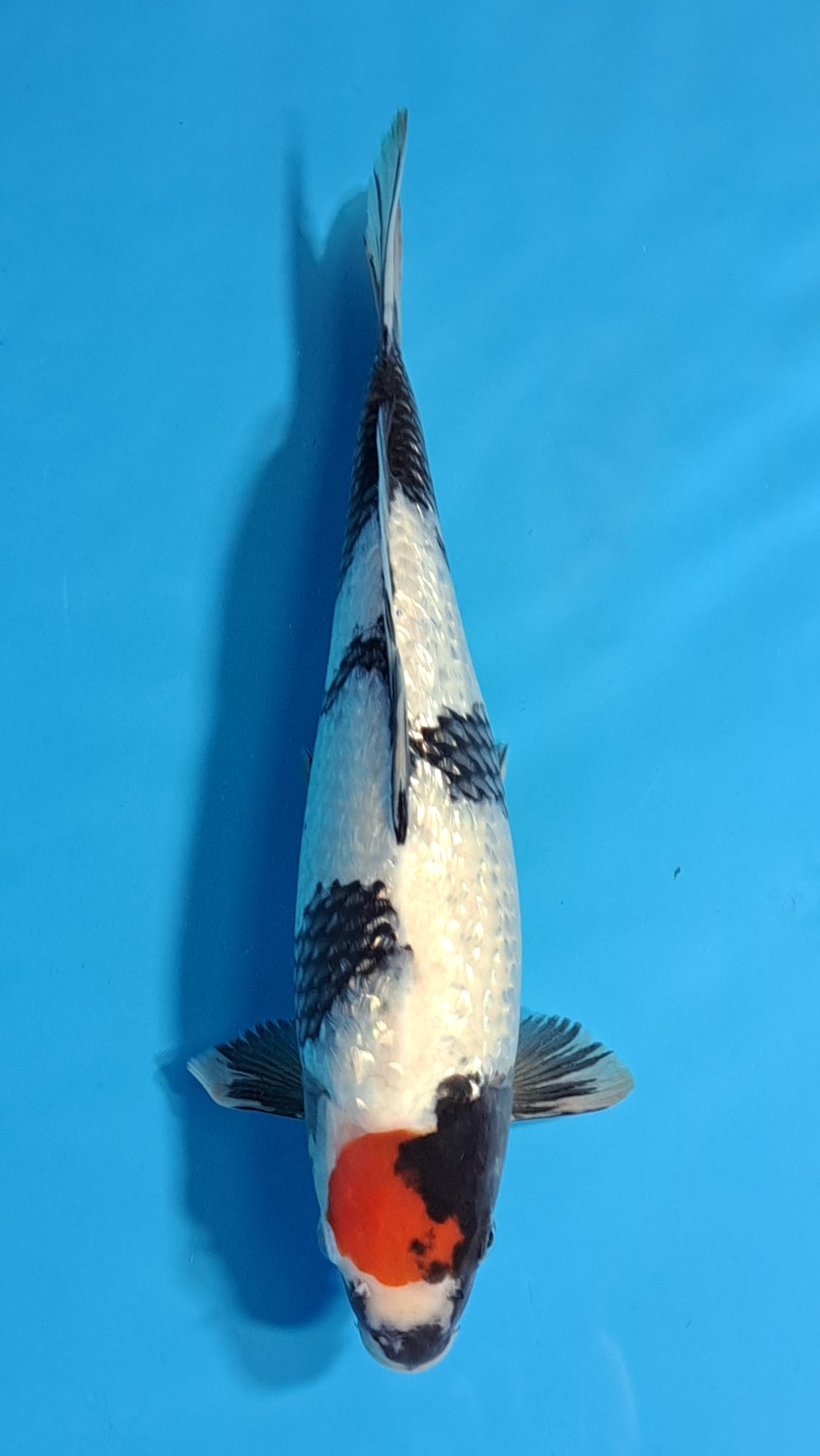 Juara 1