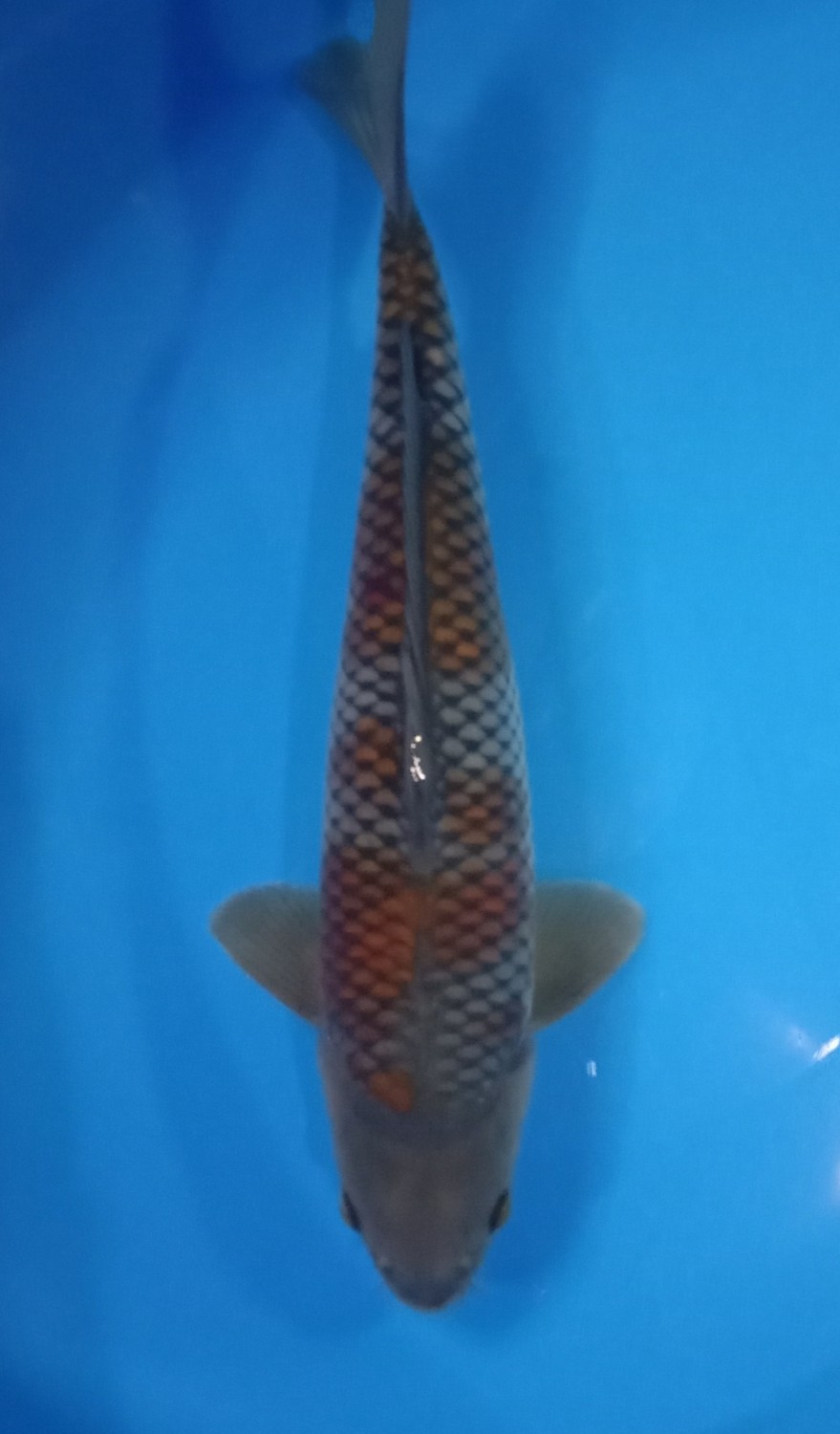 Juara 5