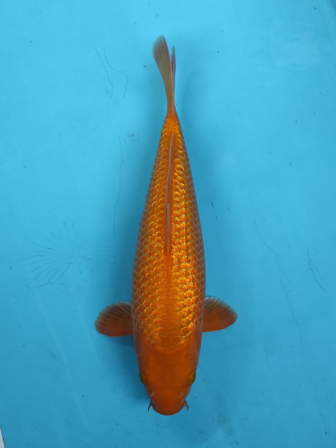 Juara 1