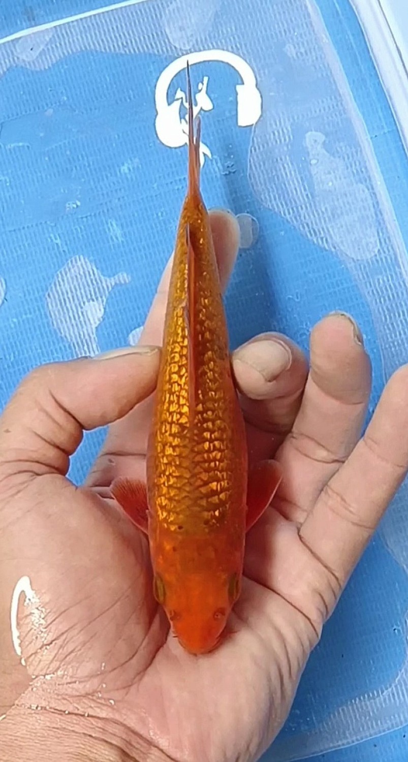 Juara 5