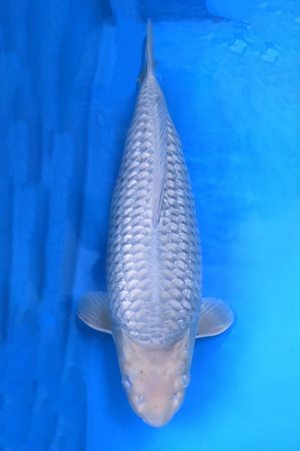 Juara 3