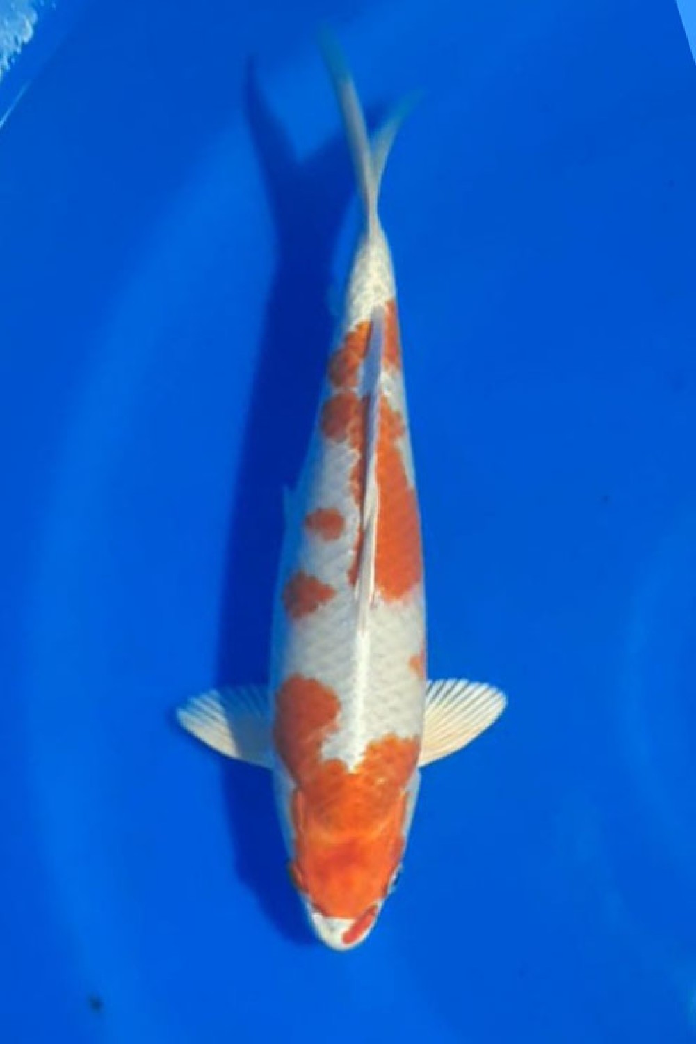 Juara 1