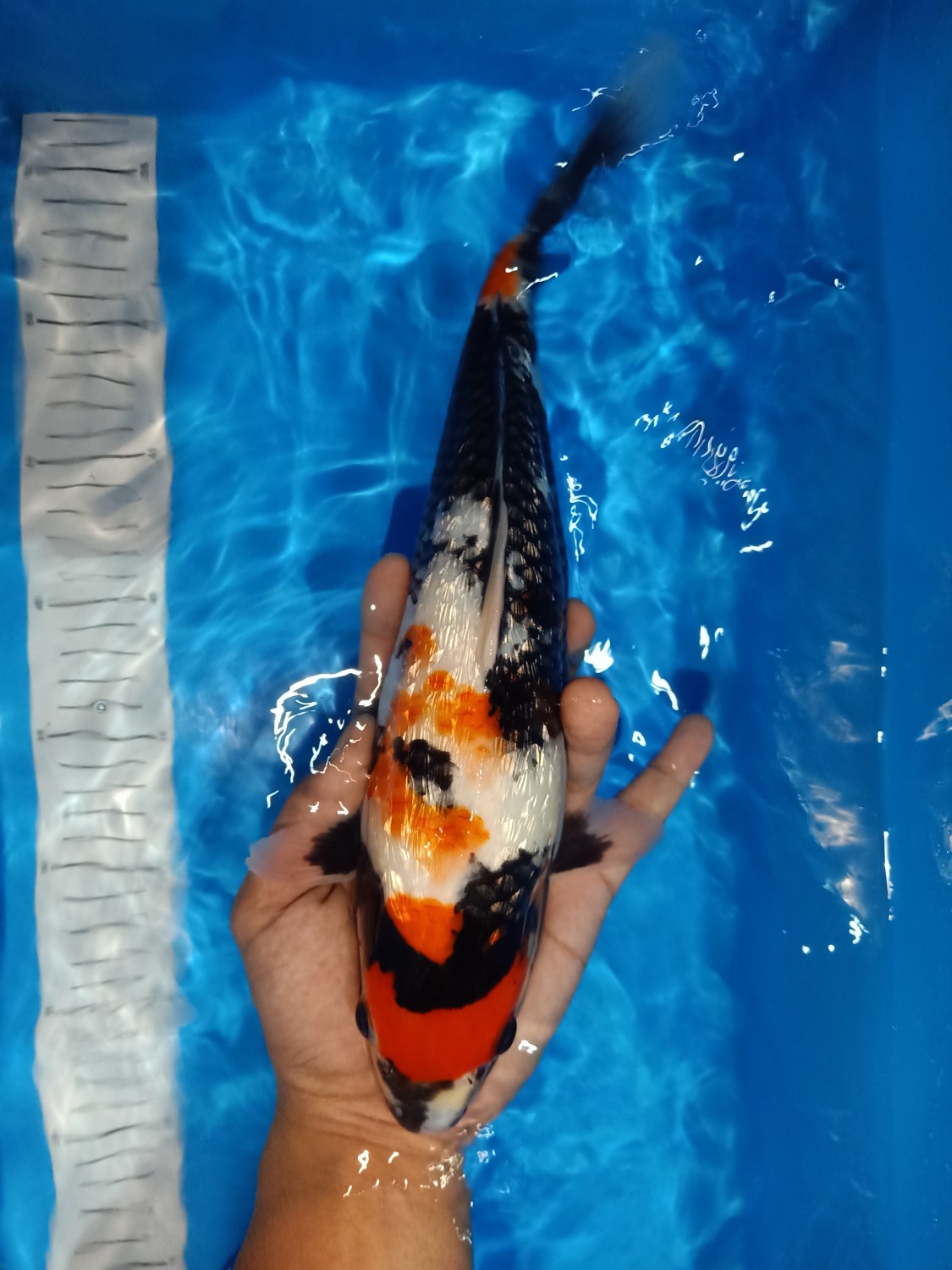 Juara 5
