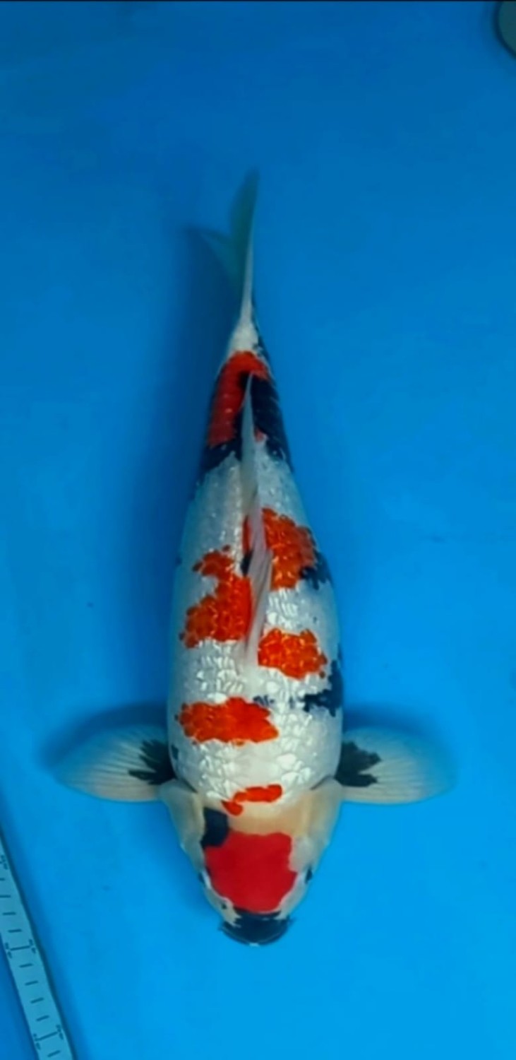 Juara 3