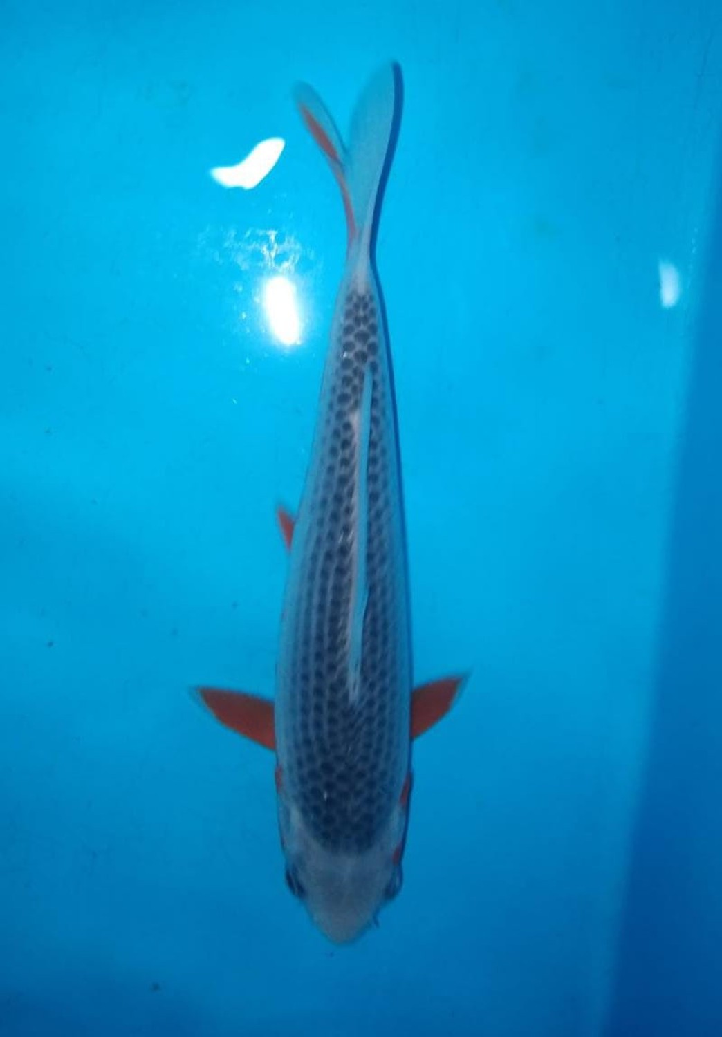 Juara 2