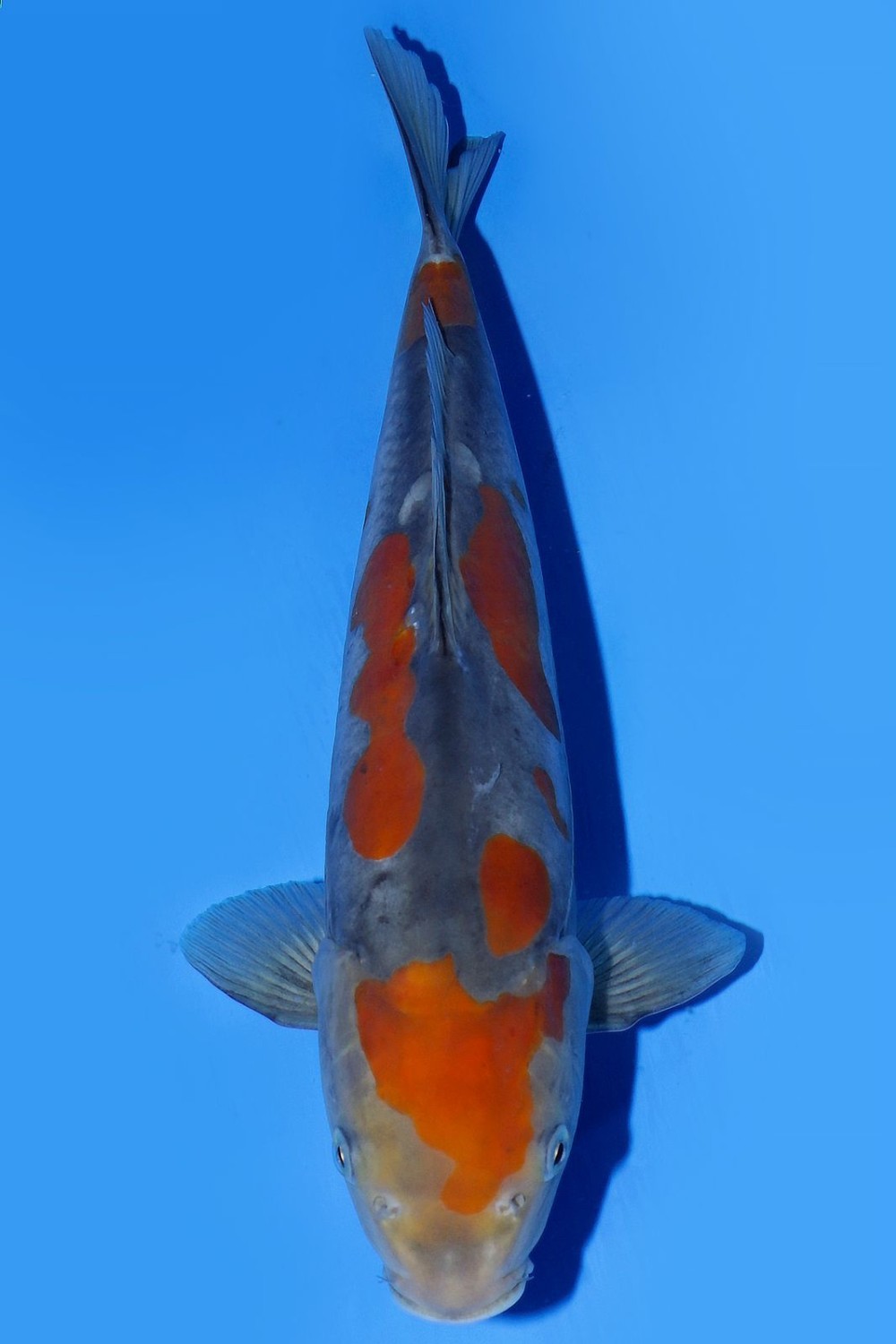 Juara 2