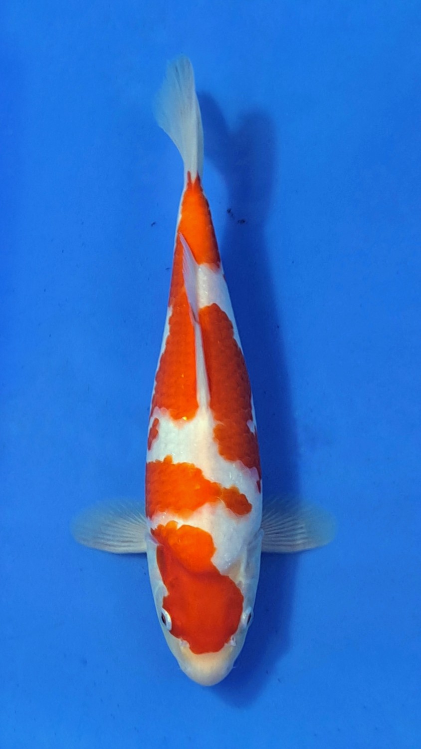 Juara 5