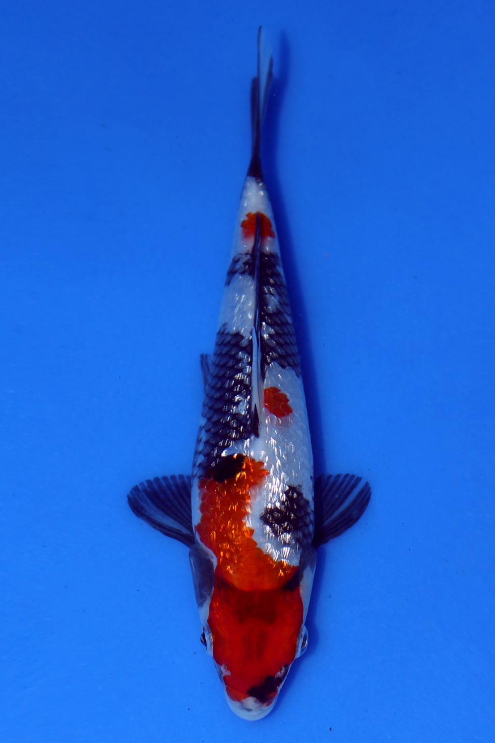 Juara 5