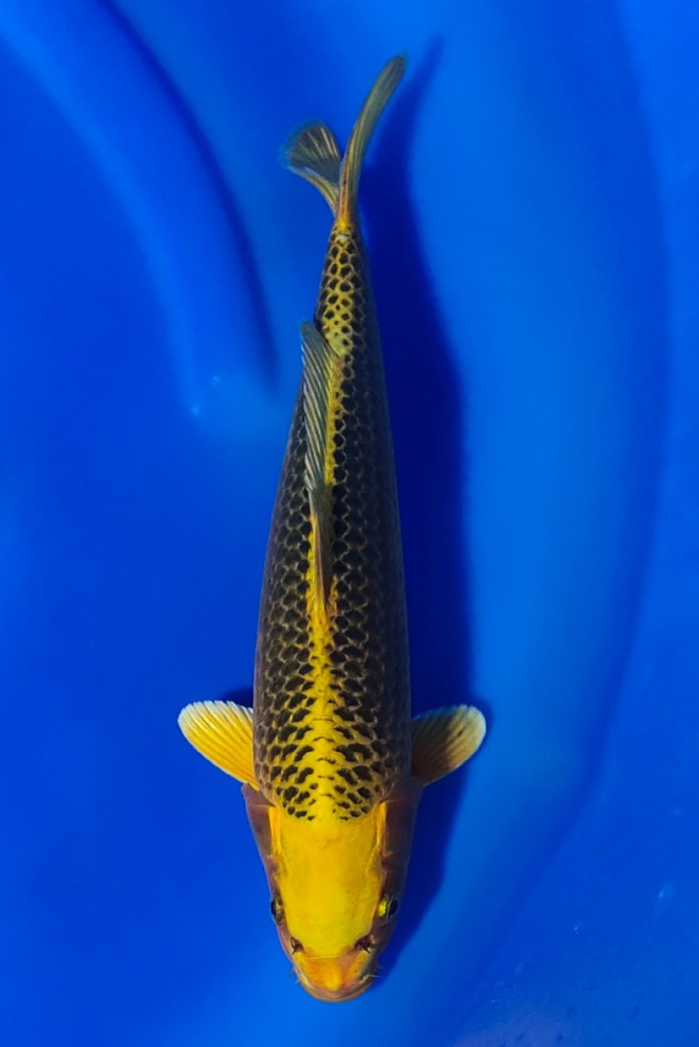 Juara 1