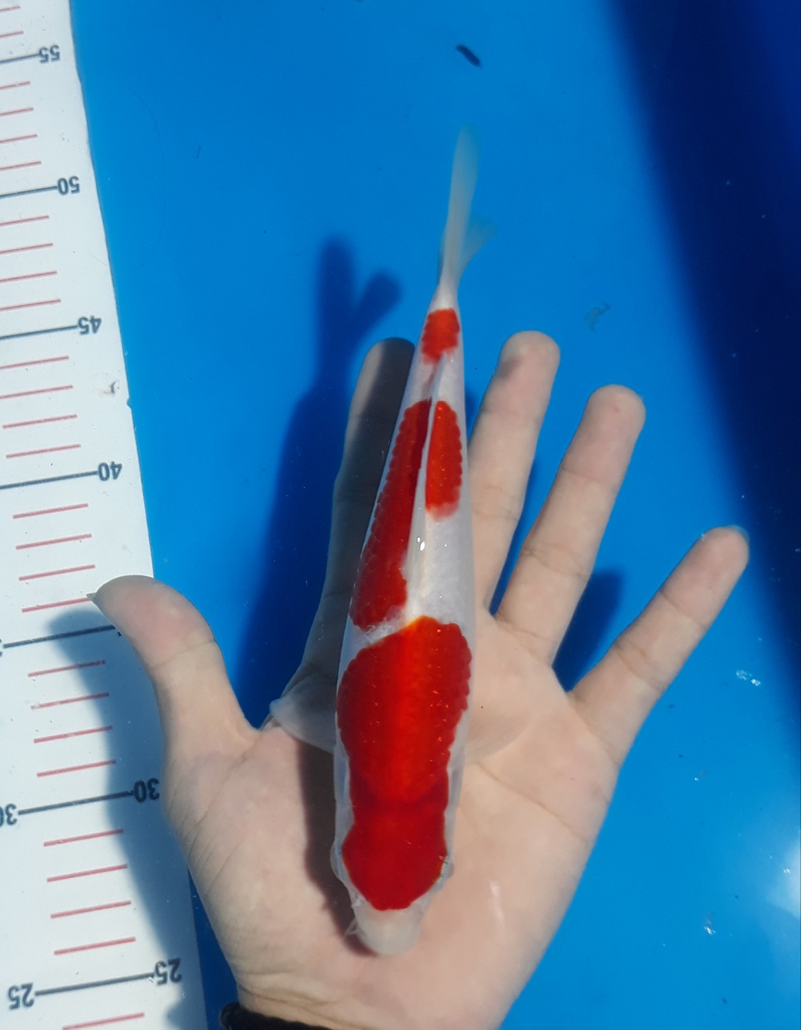 Juara 2