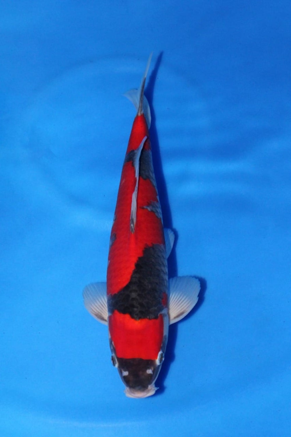 Juara 1
