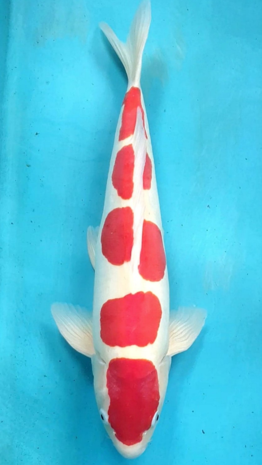 Juara 4