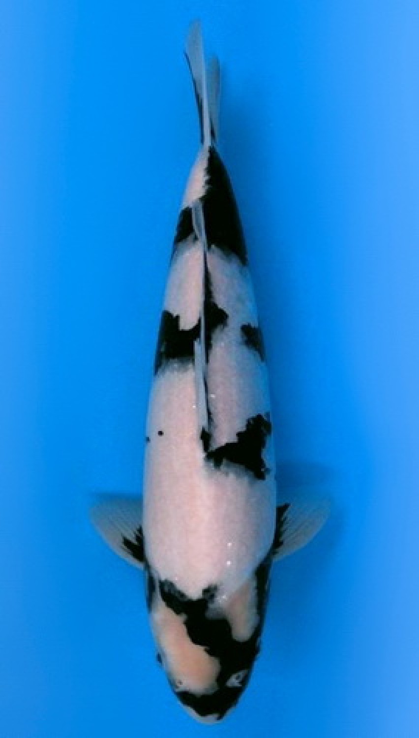 Juara 4