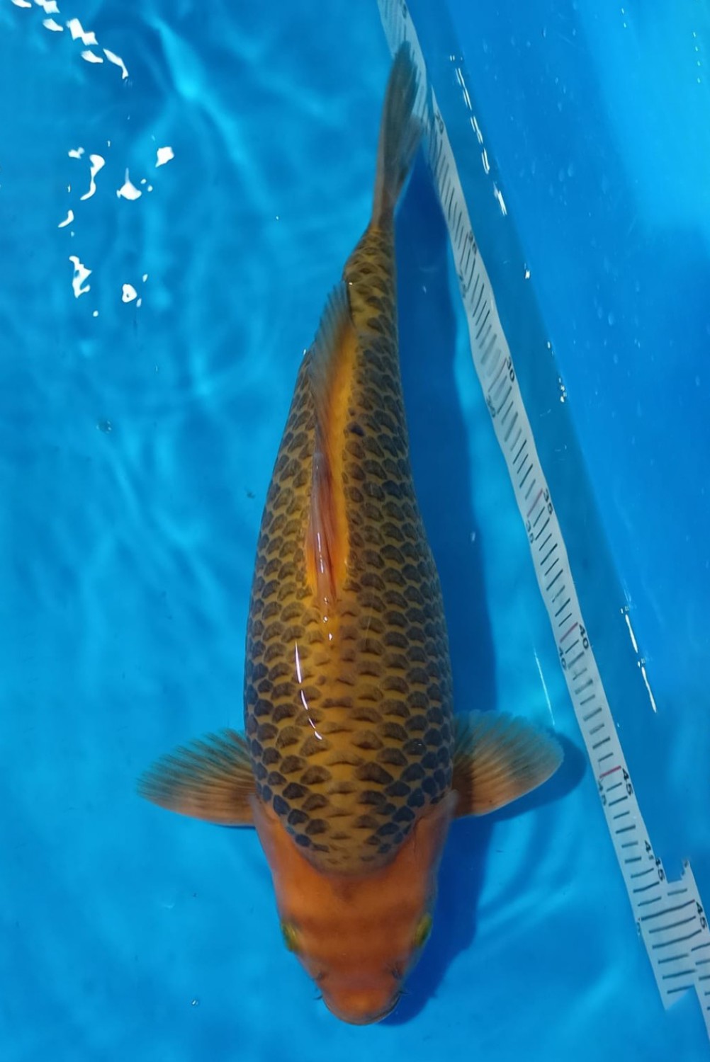 Juara 4