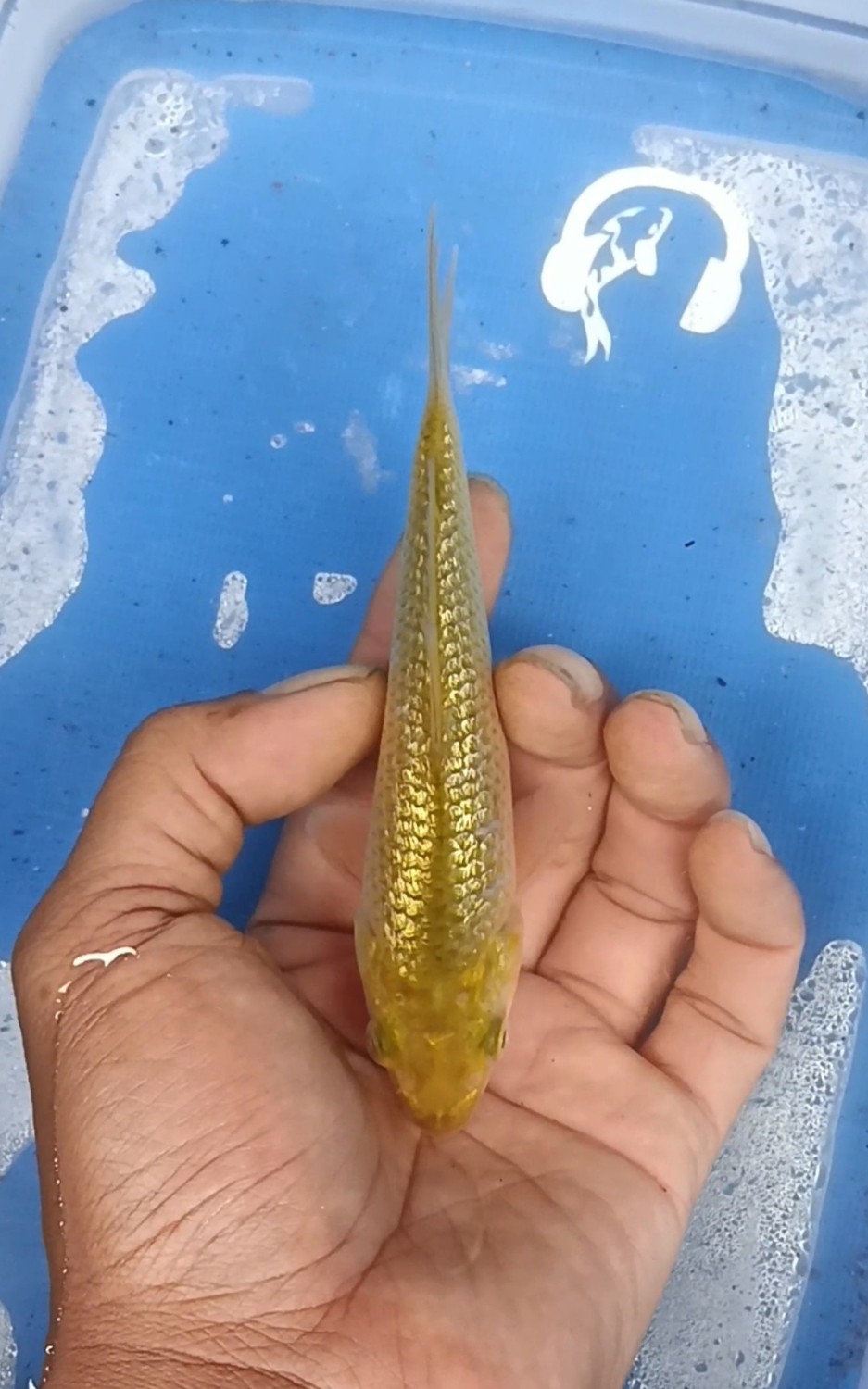 Juara 3