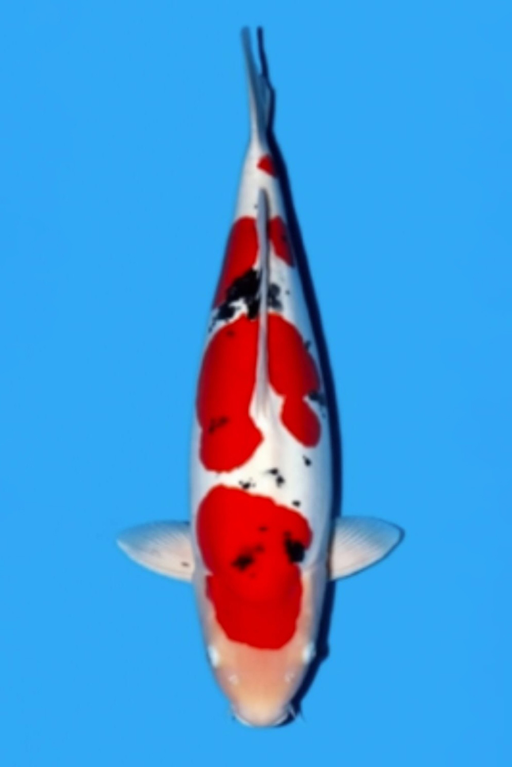 Juara 2