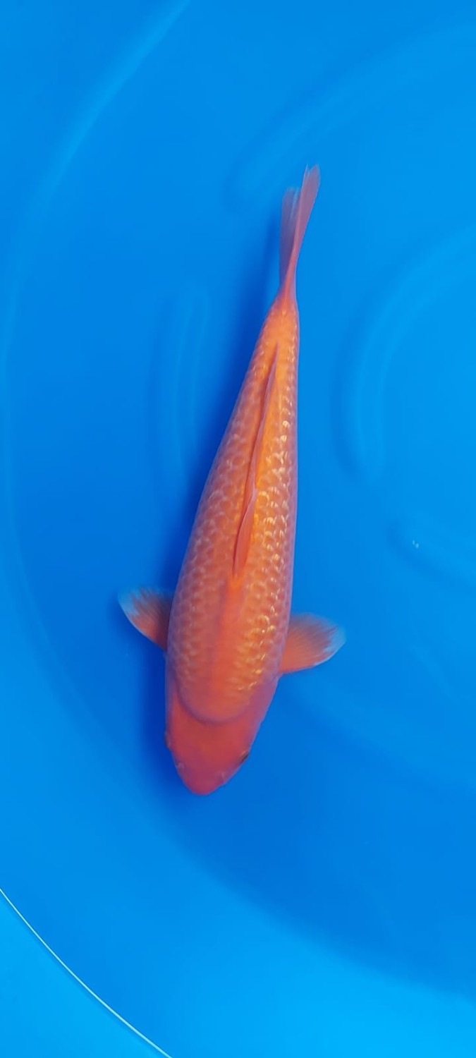 Juara 3