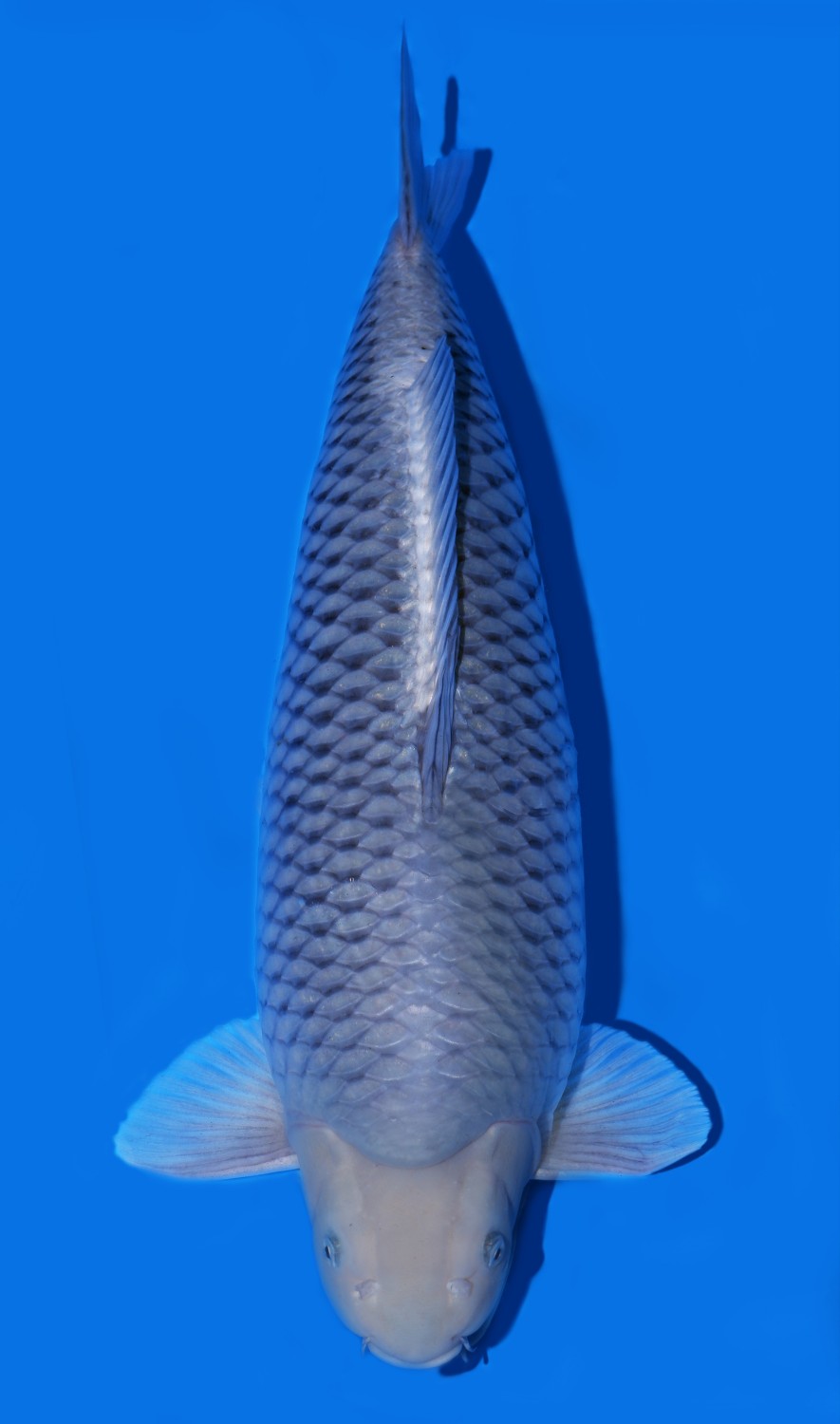 Juara 1