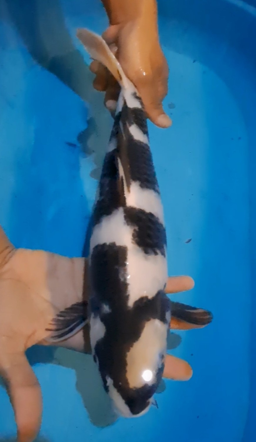 Ikan Koi Shiro Utsuri