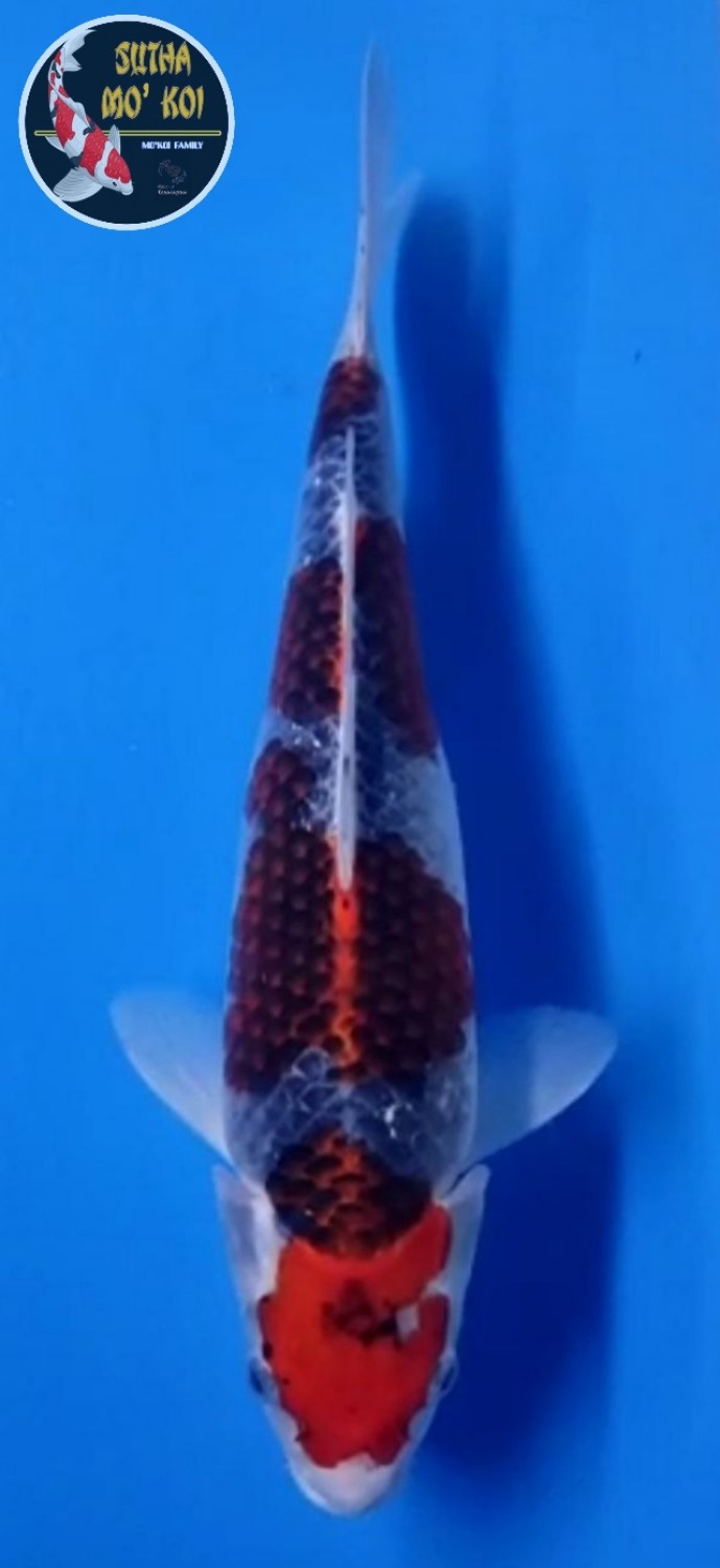 Juara 5