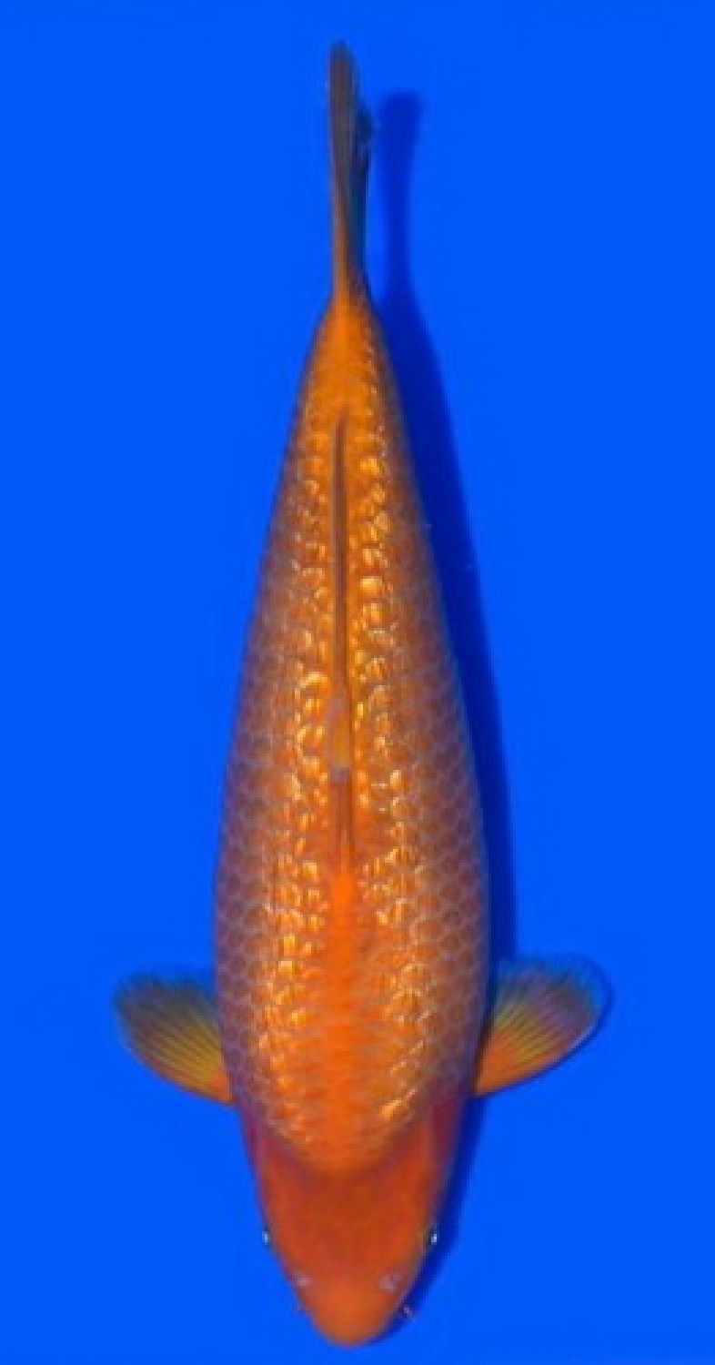 Juara 5
